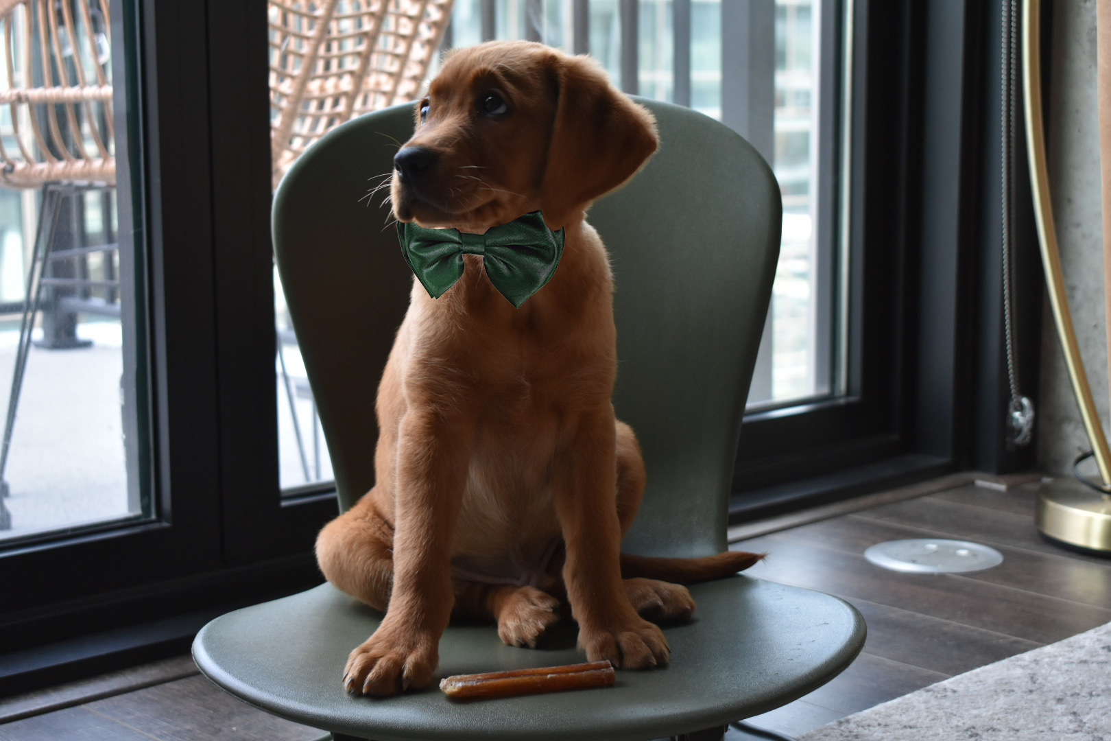 Dog with green bowtie on floor rocker